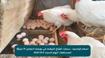 أسعار قياسية.. سجلت الفراخ البيضاء في بورصة الدواجن 75 جنيهًا للمستهلك اليوم السبت 4-10-2025